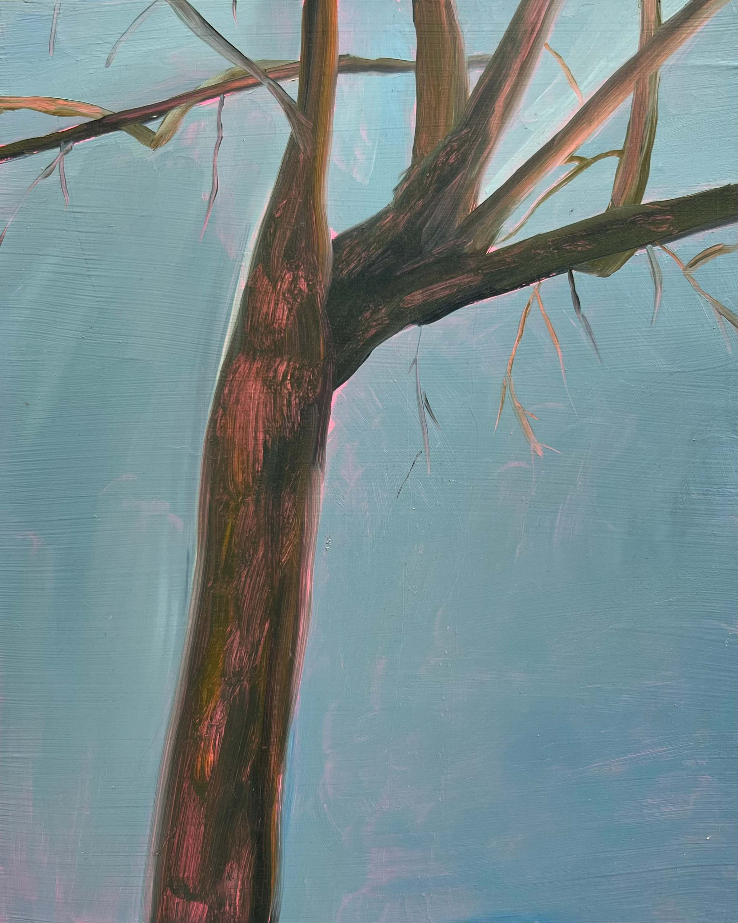 Winter Maple at the Ranch